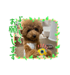 トイプードルcomugi（個別スタンプ：13）