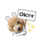 トイプードルcomugi（個別スタンプ：15）