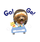 トイプードルcomugi（個別スタンプ：16）