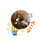 トイプードルcomugi（個別スタンプ：19）
