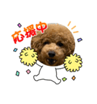 トイプードルcomugi（個別スタンプ：21）