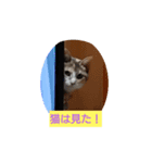 ちょっと使える犬猫スタンプ（個別スタンプ：1）