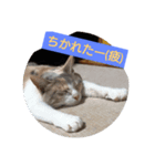 ちょっと使える犬猫スタンプ（個別スタンプ：2）