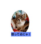 ちょっと使える犬猫スタンプ（個別スタンプ：3）
