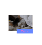 ちょっと使える犬猫スタンプ（個別スタンプ：4）