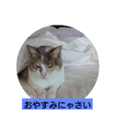 ちょっと使える犬猫スタンプ（個別スタンプ：5）