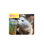 ちょっと使える犬猫スタンプ（個別スタンプ：6）