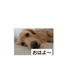 ちょっと使える犬猫スタンプ（個別スタンプ：8）