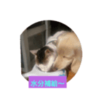 犬猫あいさつスタンプ（個別スタンプ：1）