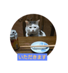 犬猫あいさつスタンプ（個別スタンプ：2）