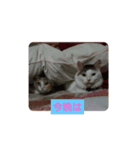 犬猫あいさつスタンプ（個別スタンプ：3）