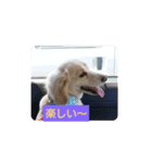 犬猫あいさつスタンプ（個別スタンプ：4）