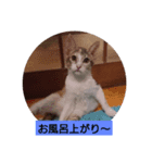 犬猫あいさつスタンプ（個別スタンプ：5）