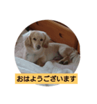 犬猫あいさつスタンプ（個別スタンプ：6）