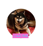 犬猫あいさつスタンプ（個別スタンプ：7）
