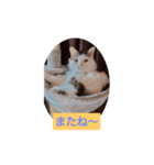 犬猫あいさつスタンプ（個別スタンプ：8）