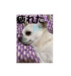 カイの日常3（個別スタンプ：2）