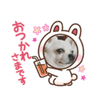 カイの日常3（個別スタンプ：3）
