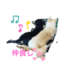 カイの日常3（個別スタンプ：7）