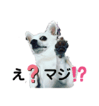カイの日常3（個別スタンプ：8）