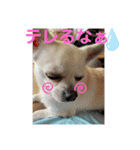カイの日常3（個別スタンプ：12）