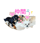 カイの日常3（個別スタンプ：13）