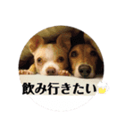 襟巻きチワワともじゃダックスたまに狂犬2（個別スタンプ：25）