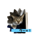 Nyan kids（個別スタンプ：1）