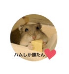 可愛いはむちゅわん❤️（個別スタンプ：1）