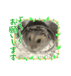 可愛いはむちゅわん❤️（個別スタンプ：8）