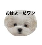 ころちゃんが作ったころちゃんスタンプ（個別スタンプ：1）