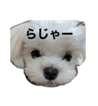 ころちゃんが作ったころちゃんスタンプ（個別スタンプ：8）