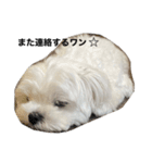 ころちゃんが作ったころちゃんスタンプ（個別スタンプ：15）