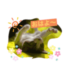 おとーふにゃん（個別スタンプ：1）