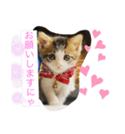 おとーふにゃん（個別スタンプ：3）