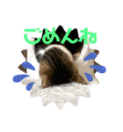 おとーふにゃん（個別スタンプ：5）