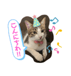 おとーふにゃん（個別スタンプ：6）