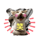 おとーふにゃん（個別スタンプ：7）
