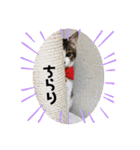 おとーふにゃん（個別スタンプ：9）