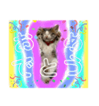 おとーふにゃん（個別スタンプ：11）