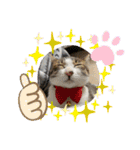 おとーふにゃん（個別スタンプ：12）