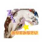 おとーふにゃん（個別スタンプ：15）