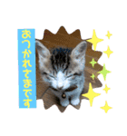 おとーふにゃん（個別スタンプ：19）