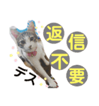 おとーふにゃん（個別スタンプ：21）