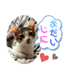 おとーふにゃん（個別スタンプ：22）