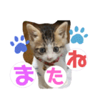 おとーふにゃん（個別スタンプ：24）