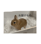 おちーずくん（個別スタンプ：4）