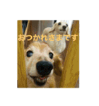 ダックス ペコ(♂レッド)と花(♀クリーム)（個別スタンプ：1）