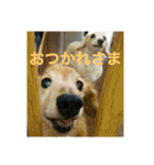 ダックス ペコ(♂レッド)と花(♀クリーム)（個別スタンプ：2）