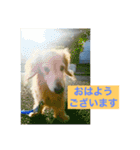 ダックス ペコ(♂レッド)と花(♀クリーム)（個別スタンプ：3）